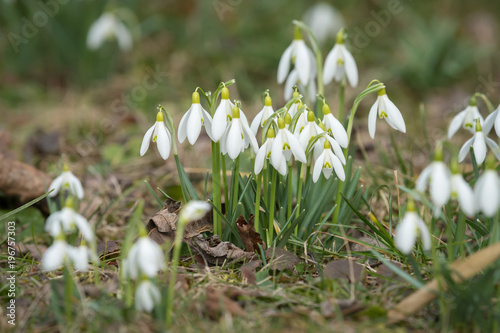 A group of snowdrops in the garden in spring © Stefan
