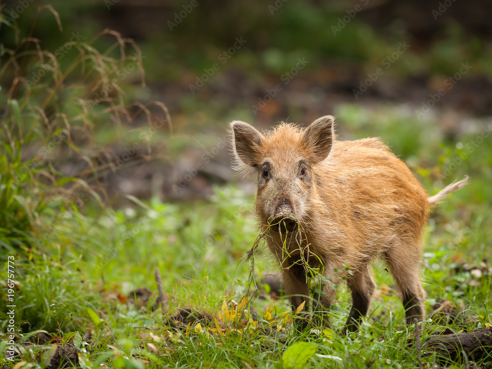 A young boar in the forest looking for food A young boar in the forest looking for food