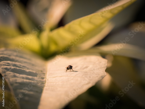 Fly Standing on The Yellow Leaf