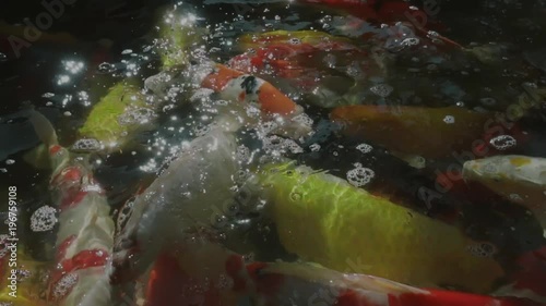 top view of slow motion of Hand feeding food Koi fish. Fancy carp with Colorful in the natural pond

