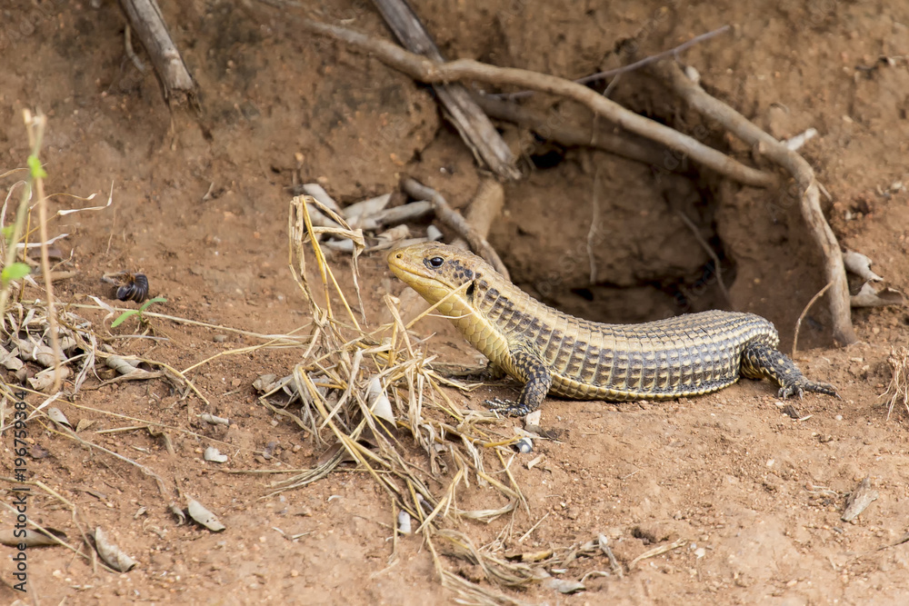 Giant Plated Lizard lying in the sun close to his hole in termite mound Giant Plated Lizard lying in the sun close to his hole in termite mound