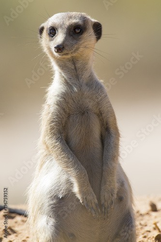 Suricate keeps a lookout at its den in sandy soil of the Kalahari © Alta Oosthuizen