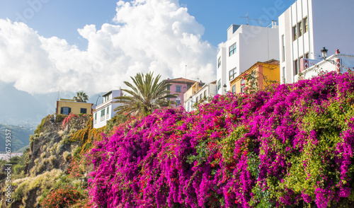 Blumen in Santa Cruz de La Palma