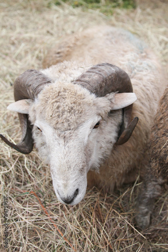 goat closeup portrait in a farm