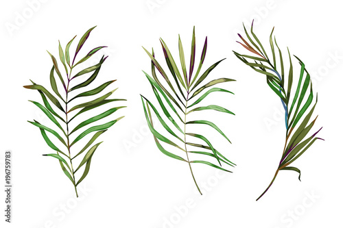 Naklejka Zestaw tropikalny liści. Ilustracji wektorowych. Pojedyncze zdjęcie