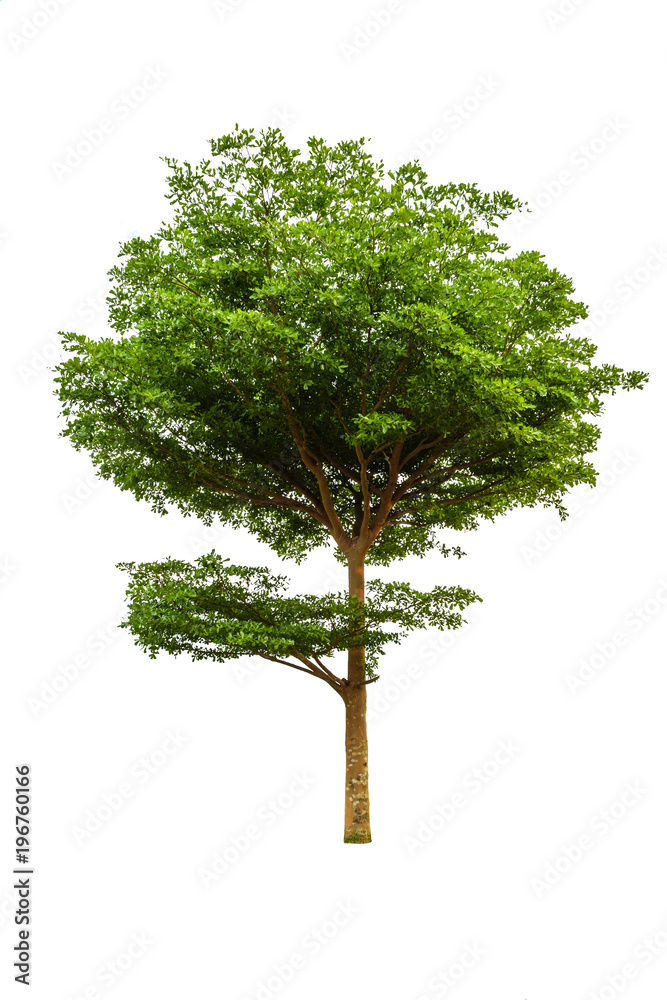 Tree on white background Tree on white background
