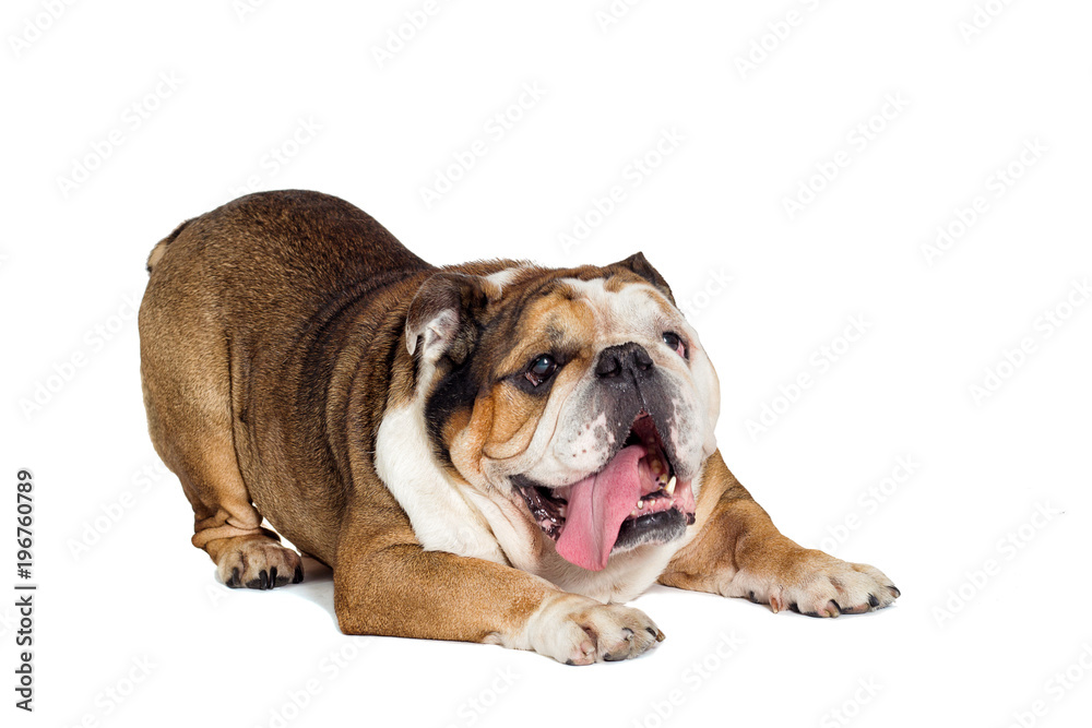 english bulldog dog on white background