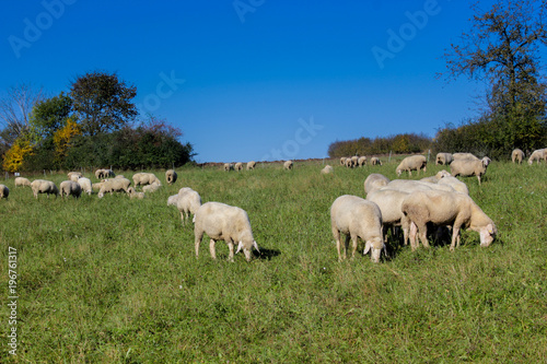 Flock of sheep kept biologically in a meadow / Flock of sheep with male animalsto these are called Bock or Aries and female sheep