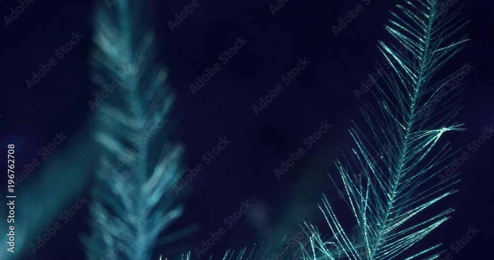Feather close up 4K video.
Feather close up 4K video.