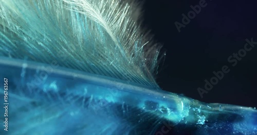 Feather close up  4K video. 
