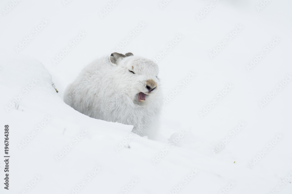 Mountain Hare (Lepus Timidus)  yawing in snow