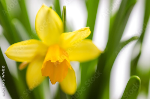 Fototapeta Naklejka Na Ścianę i Meble -  Bright yellow blooming narcissus on a background of gently green leaves
