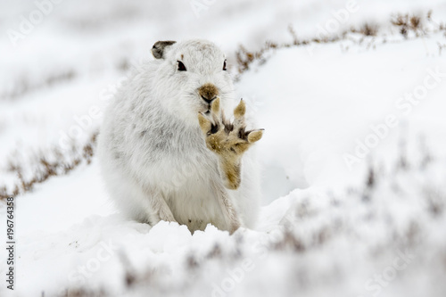 Canvas-taulu Mountain Hare (Lepus Timidus)  with front paw raised