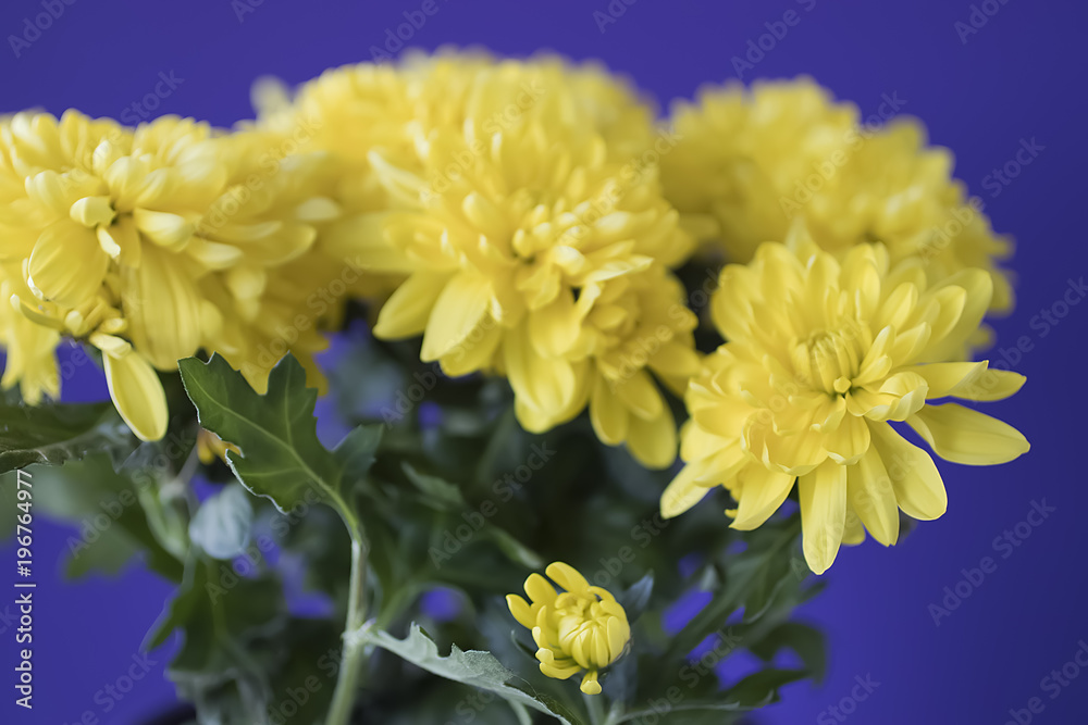 Yellow chrysanthemum on blue background. Yellow chrysanthemum on blue background.