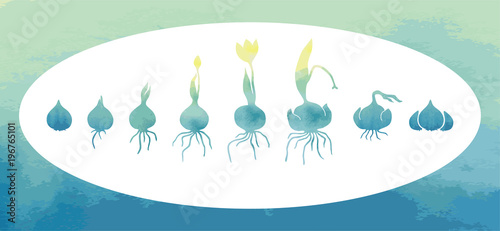 Evolution of onion with bulb, life cycle of bulbous plants 
