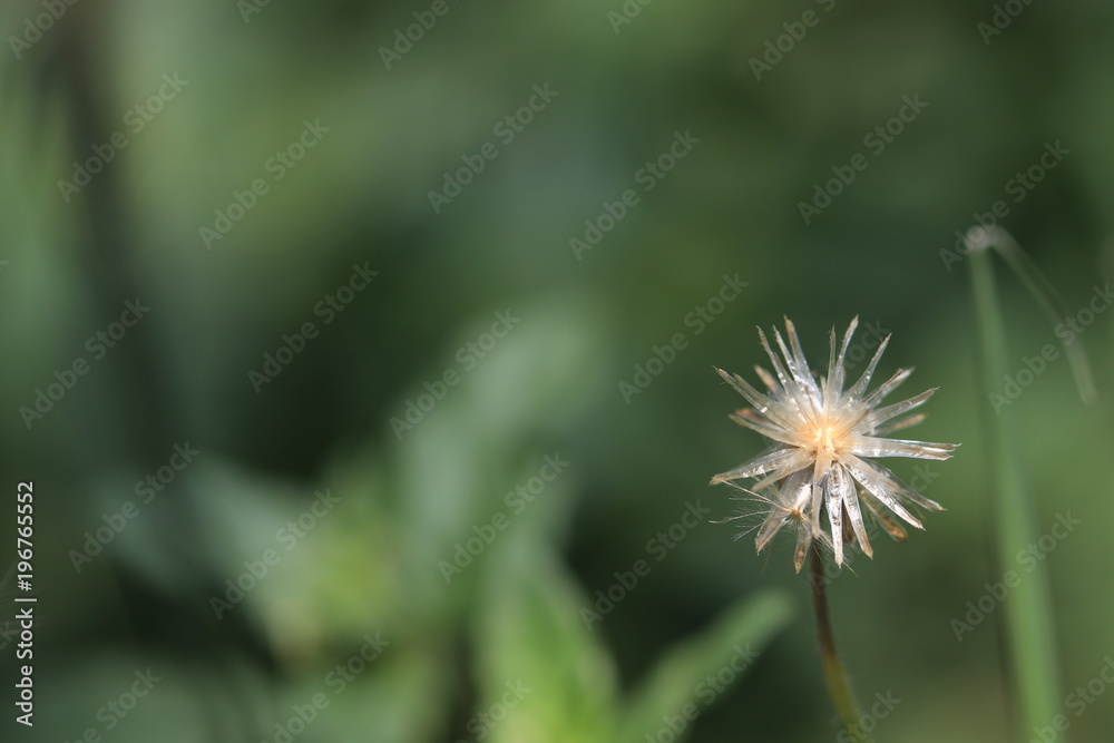 Close up grass flower on green background
