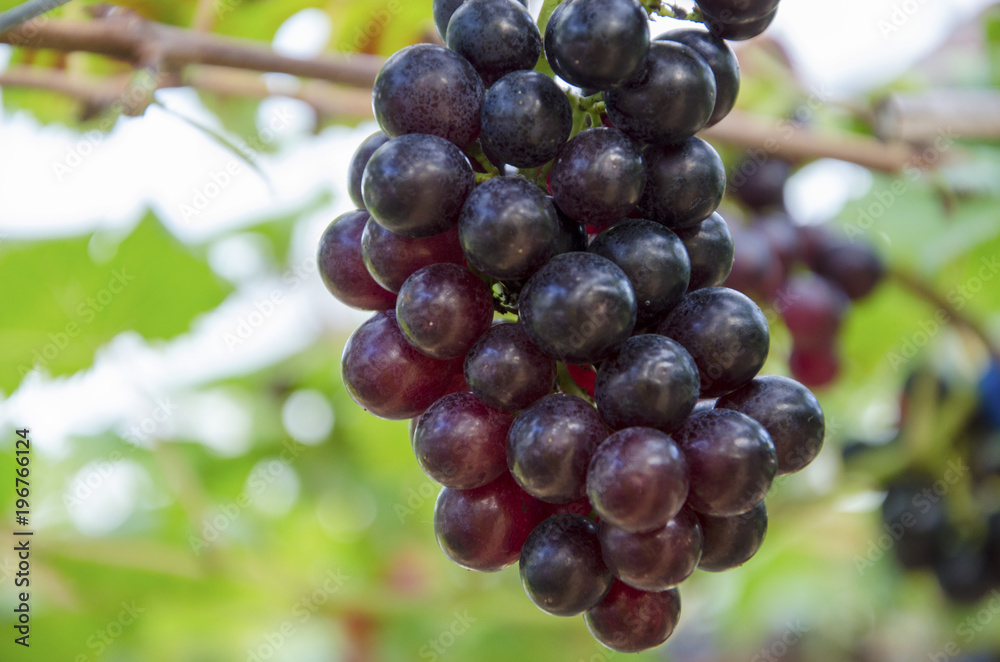 Fototapeta premium Grapes in the vineyard