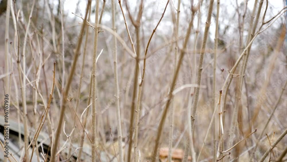 Branches in the winter when it is snowing slow