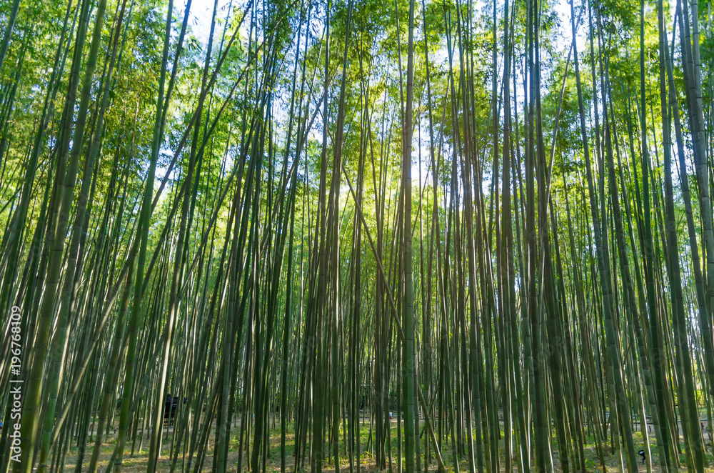 soft focus image of bamboo forest with morning sunlight of Arashiyama, Kansai, Kyoto, Japan, landscape, landmark, nature and travel concept soft focus image of bamboo forest with morning sunlight of Arashiyama, Kansai, Kyoto, Japan, landscape, landmark, nature and travel concept