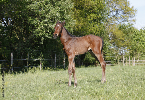 young foal stands on pasture