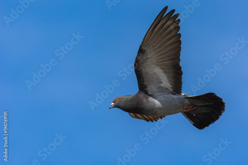 A Pigeon Flying with Its Larger-Than-Life Wings