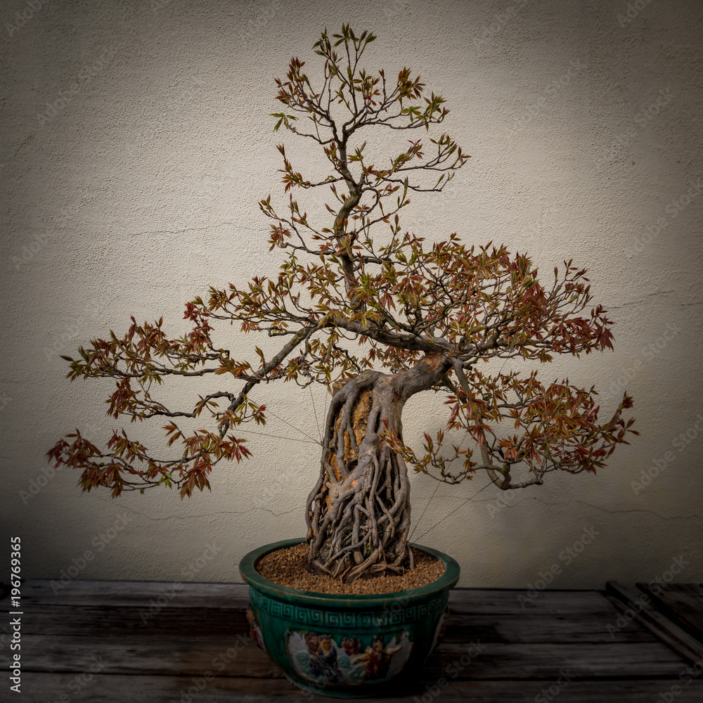 Bonsai Bonsai