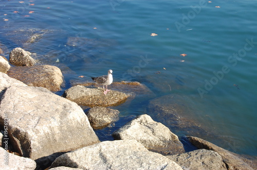 Gaviota en una roca en el mar photo