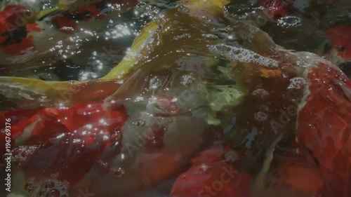 top view of slow motion of Hand feeding food Koi fish. Fancy carp with Colorful in the natural pond

