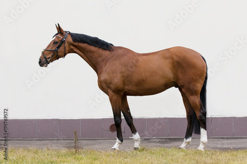 Bay horse on light background isolated, exterior 