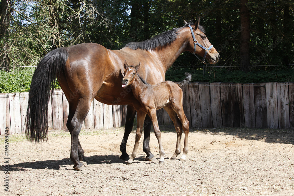 Mare with a foal Mare with a foal