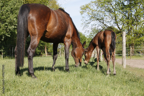 Mare and foal eat grass