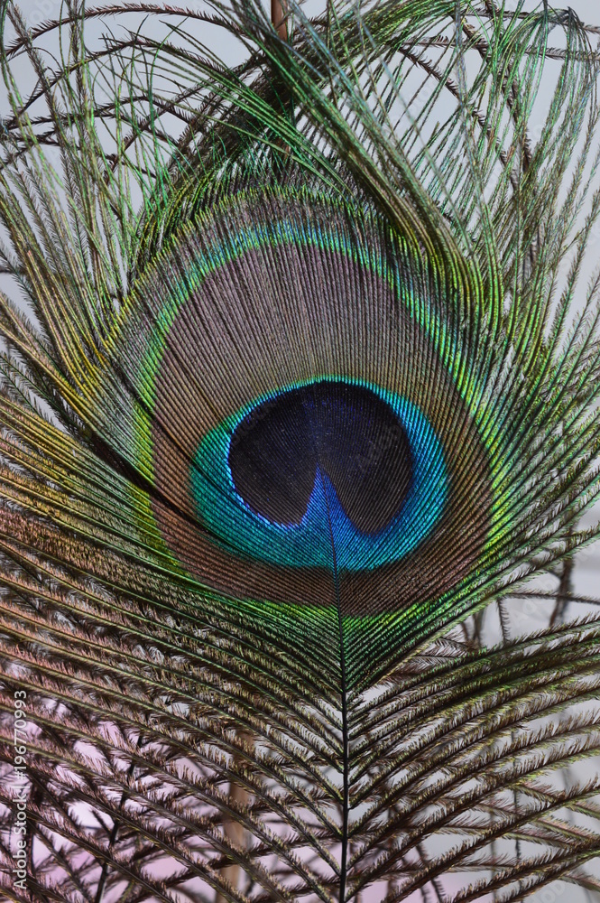 Obraz premium павлинье перо