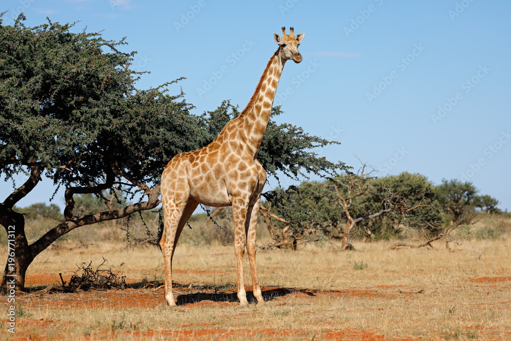 Fototapeta premium A southern giraffe (Giraffa camelopardalis) in natural habitat, South Africa.