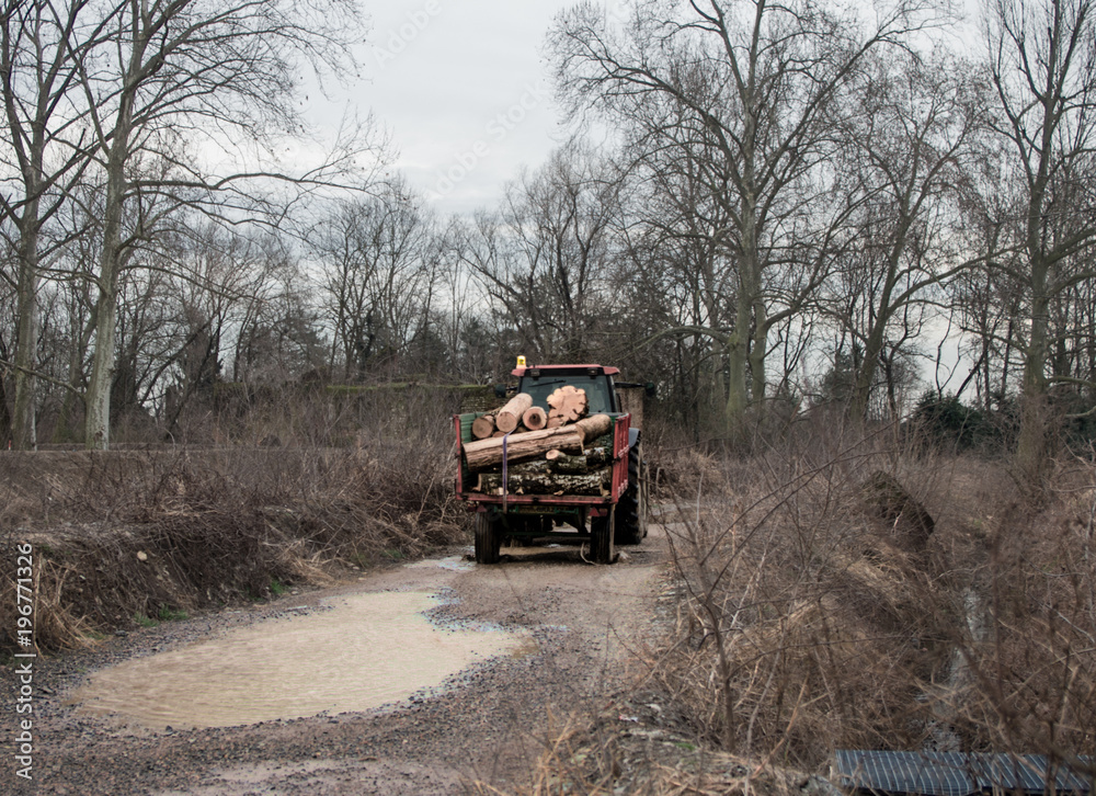 a load of wood is recovered after the slaughter of a large tree