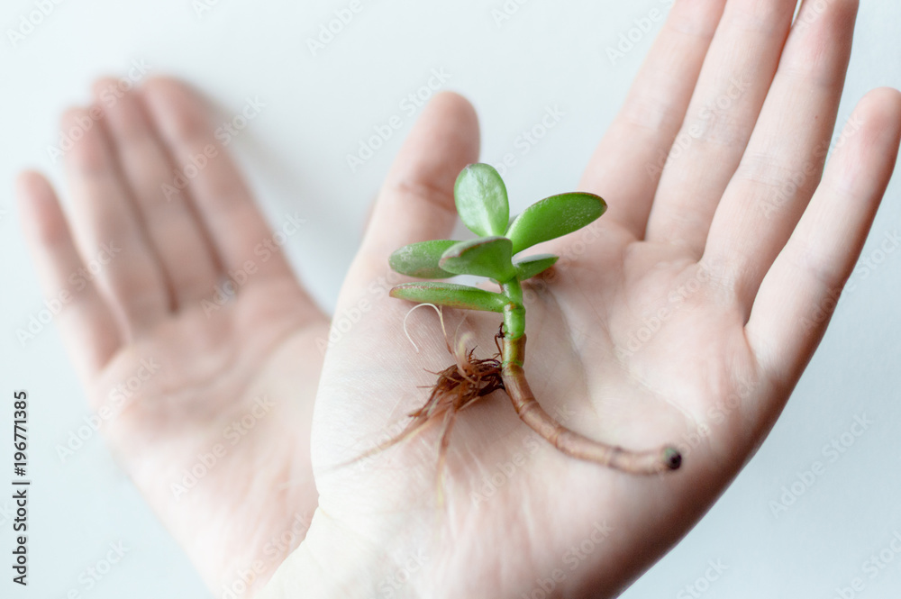 Close-up photo of the green small plant stem laying on the female arm. Concept of ecology, treatment, care, healthcare, environment, nature protection, Earth day. Close-up photo of the green small plant stem laying on the female arm. Concept of ecology, treatment, care, healthcare, environment, nature protection, Earth day.