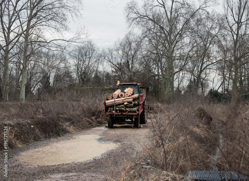 Foto a load of wood is recovered after the slaughter of a large tree