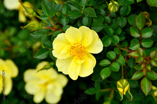 Alba rose or R. alba semi-plena in the garden