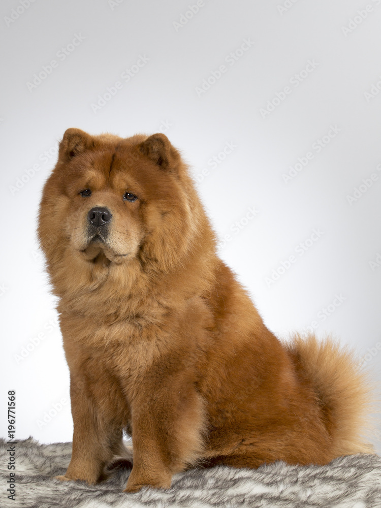 Chow Chow dog portrait. Image taken in a studio with white background.