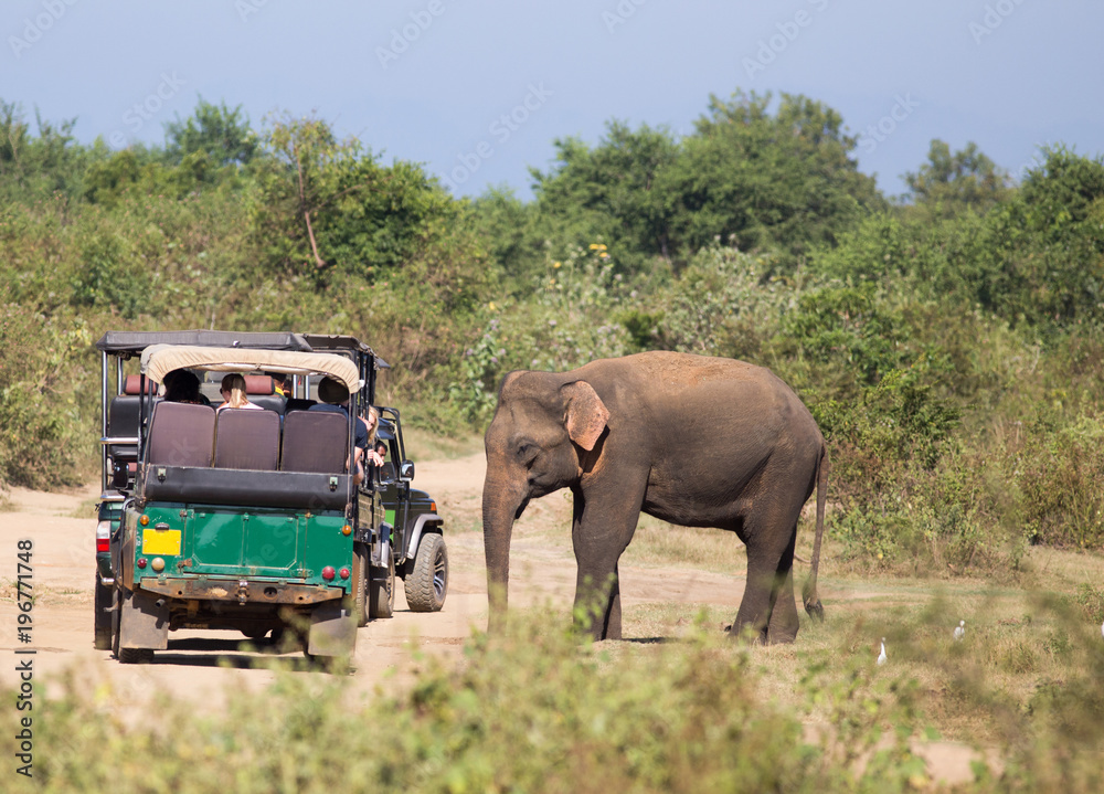 Naklejka premium Elephant and safari vehicle in Sri Lanka