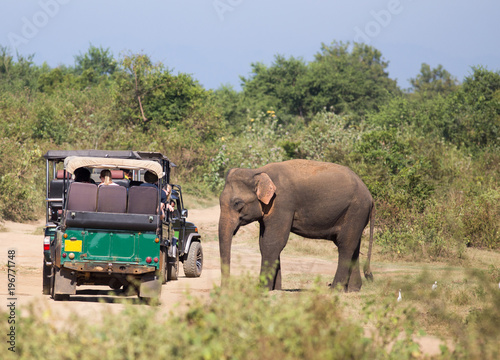 Elephant and safari vehicle in Sri Lanka