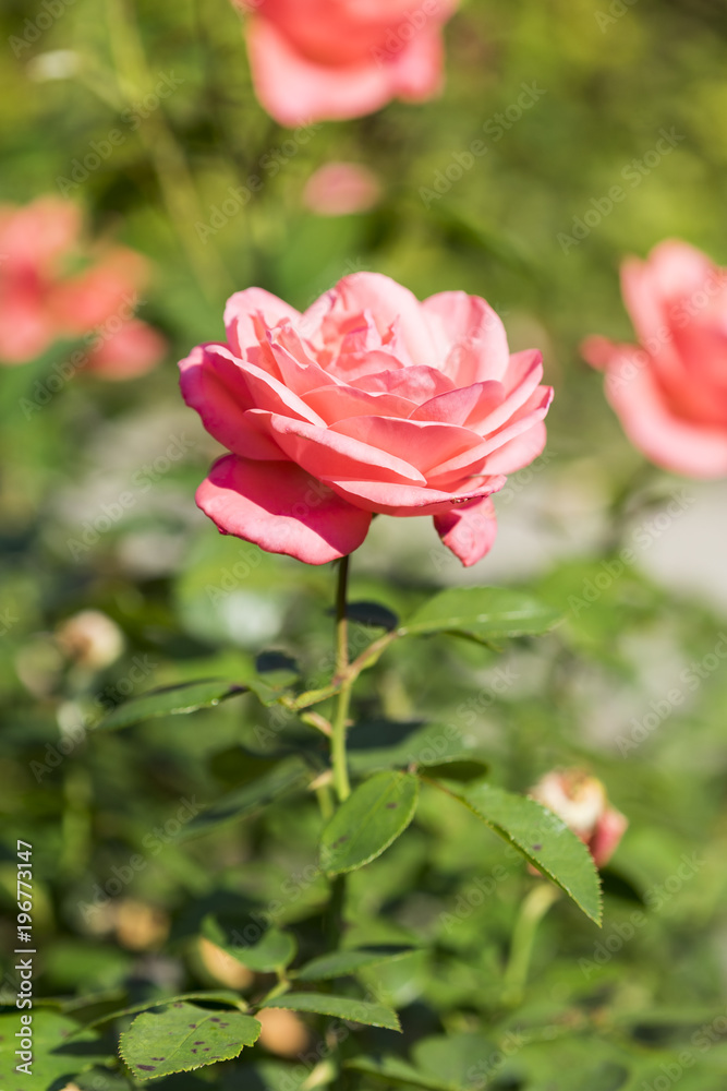Rosa Rosen im Sonnenlicht