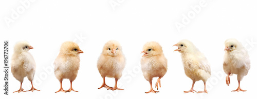 A group of Chicks in different poses on white background