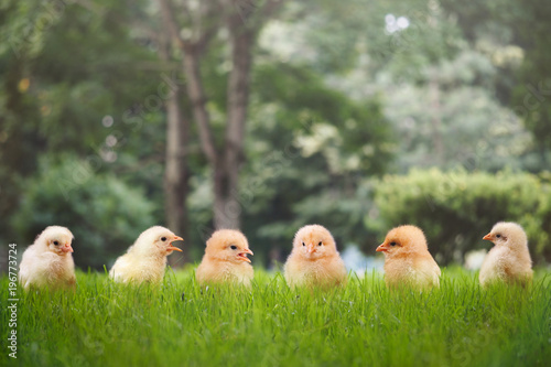 Fényképezés Group of Chicks in different poses in the green grass