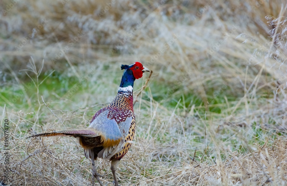 Fototapeta premium Timid 