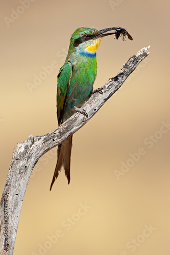 Swallow-tailed bee-eaters (Merops hirundineus) perched on a branch, South Africa.