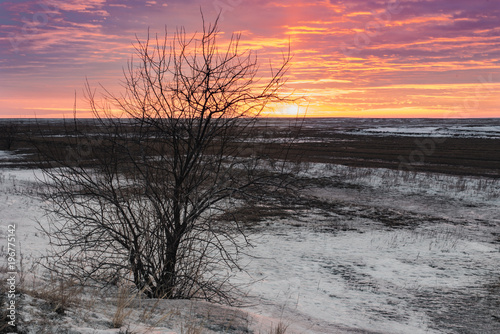 Landscape of the steppe in early spring with snow and a single tree against the sunset