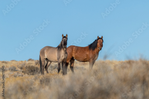 Pair of Wild Horse Stallions in the Utah Desert
