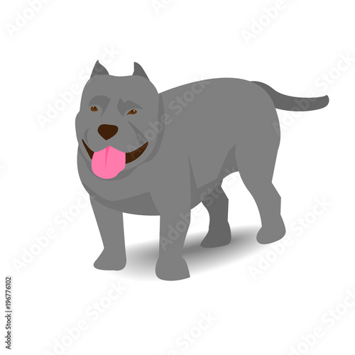 Pitbull with shadow on white background © hadkhanong