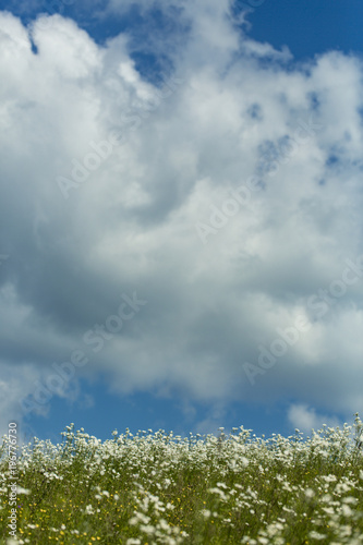 Chamomile flowers field in sun ligh