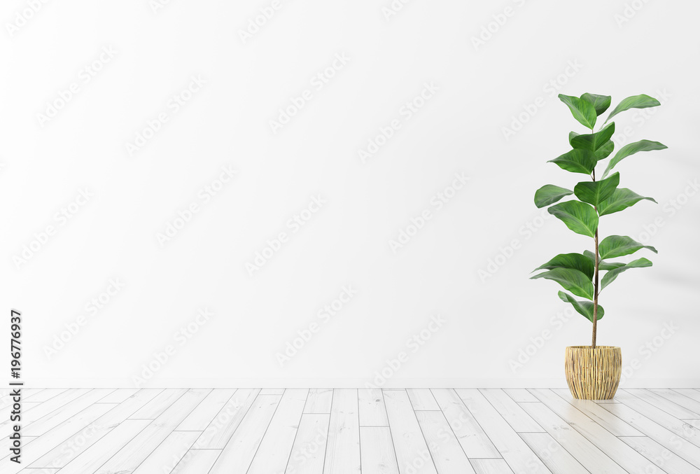 Interior background with plant 3d rendering - obrazy, fototapety, plakaty 